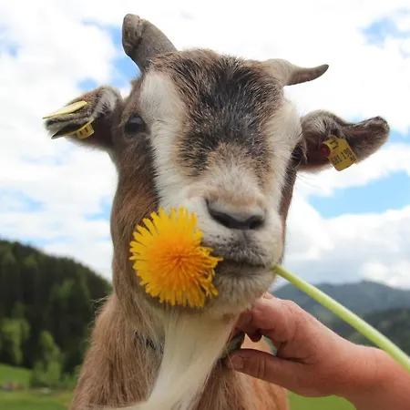 Adelwoehrer - Am Hof ホテル Falting