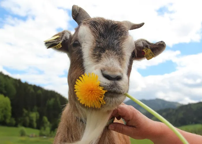 Adelwoehrer - Am Hof فندق Falting